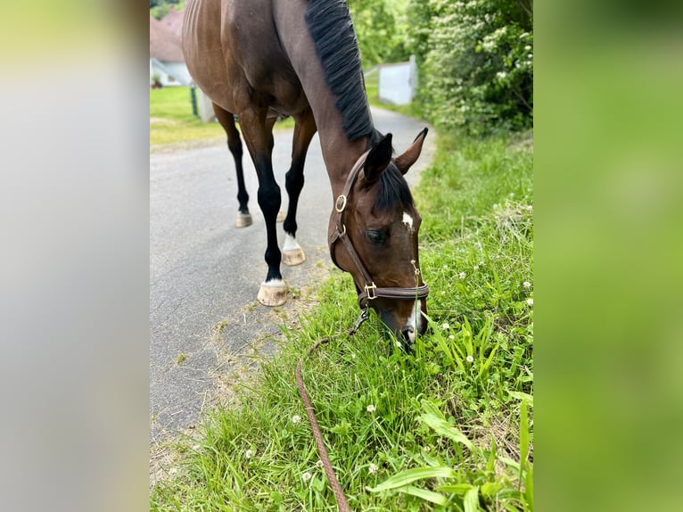 Thoroughbred Mare 12 years 16,1 hh Brown in Inzlingen