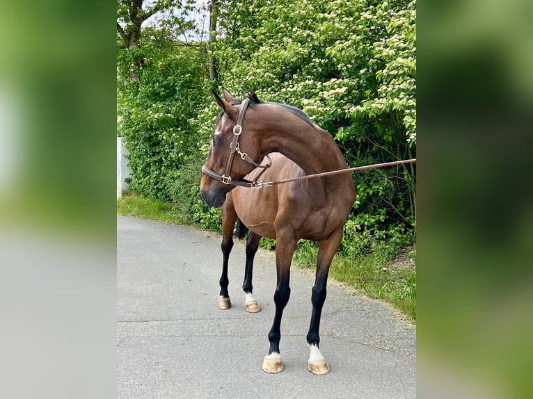 Thoroughbred Mare 12 years 16,1 hh Brown in Inzlingen