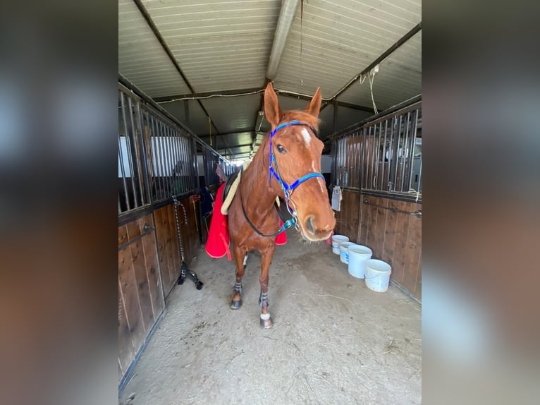 Thoroughbred Mare 12 years 16,1 hh Chestnut-Red in Gussago