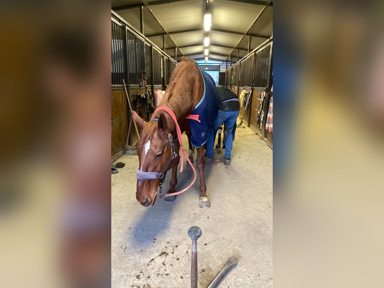 Thoroughbred Mare 12 years 16,1 hh Chestnut-Red in Gussago