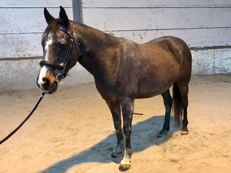 Thoroughbred Mare 13 years 14,2 hh Brown in Septfontaines