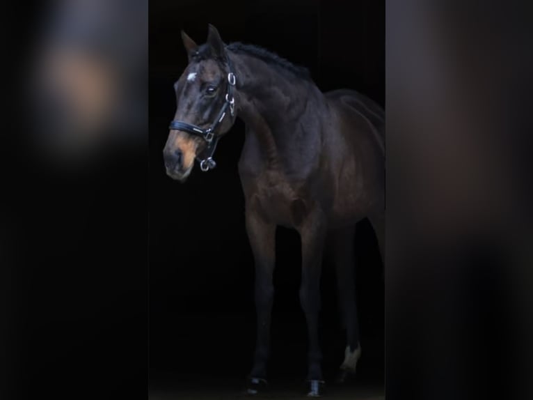 Thoroughbred Mare 13 years 15,2 hh Bay-Dark in Osdorf