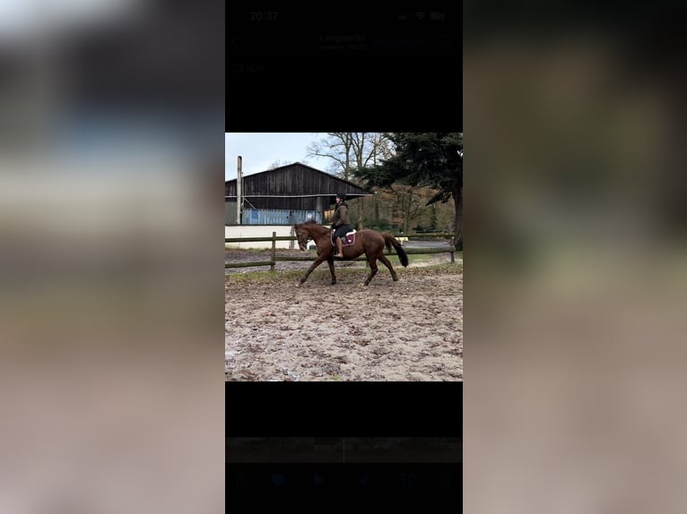 Thoroughbred Mare 13 years 15,2 hh Chestnut-Red in Asendorf