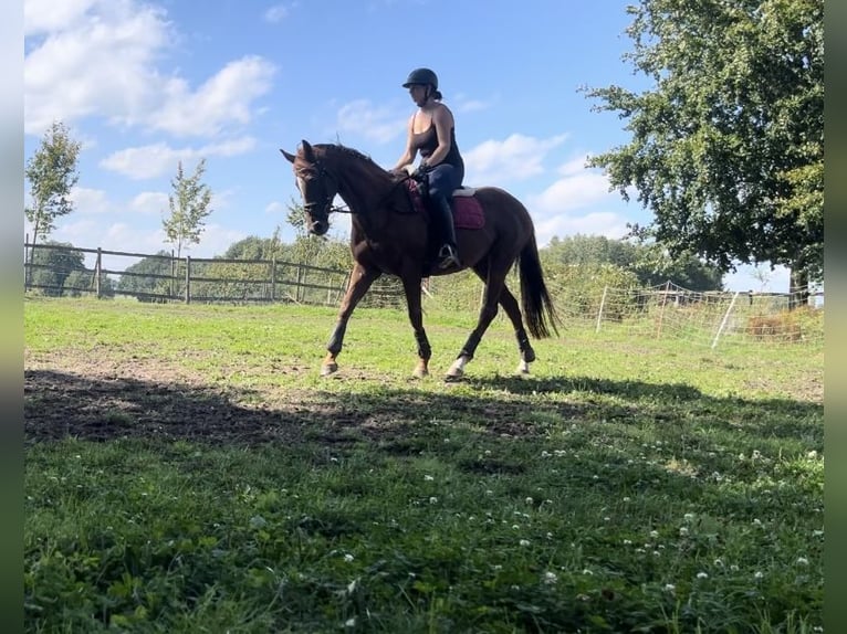 Thoroughbred Mare 13 years 15,2 hh Chestnut-Red in Asendorf