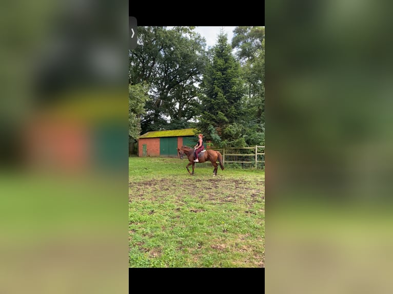 Thoroughbred Mare 13 years 15,2 hh Chestnut-Red in Asendorf