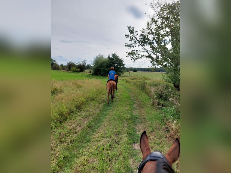 Thoroughbred Mare 13 years 15,2 hh Chestnut-Red in Teltow