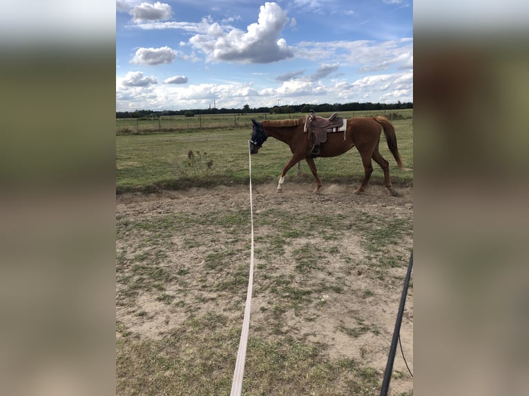 Thoroughbred Mare 13 years 15,2 hh Chestnut-Red in Teltow