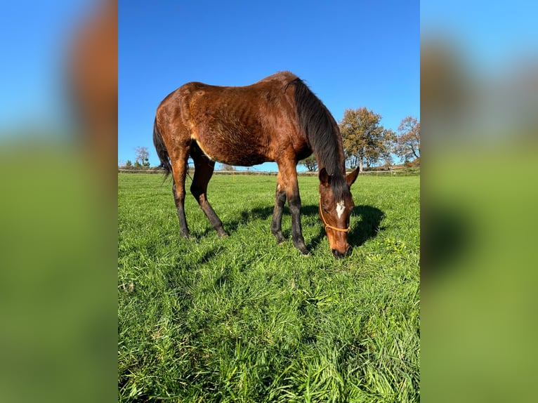 Thoroughbred Mare 13 years 15,2 hh in Rodeiro (San Vicente)