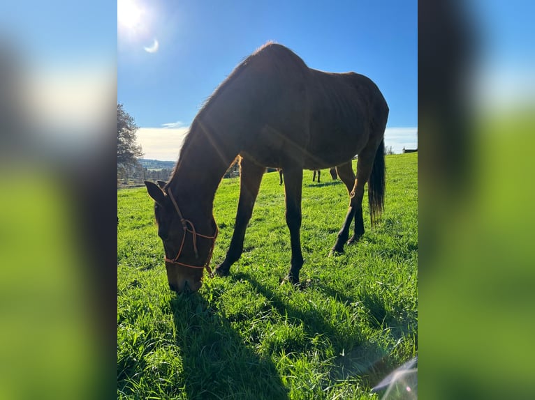 Thoroughbred Mare 13 years 15,2 hh in Rodeiro (San Vicente)