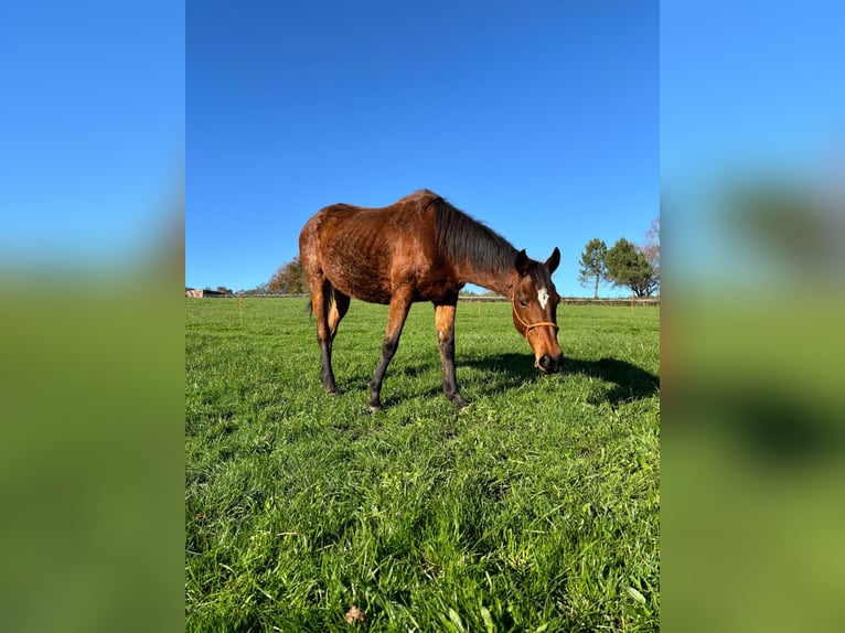 Thoroughbred Mare 13 years 15,2 hh in Rodeiro (San Vicente)