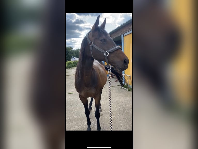 Thoroughbred Mare 13 years 15,2 hh in Leipzig