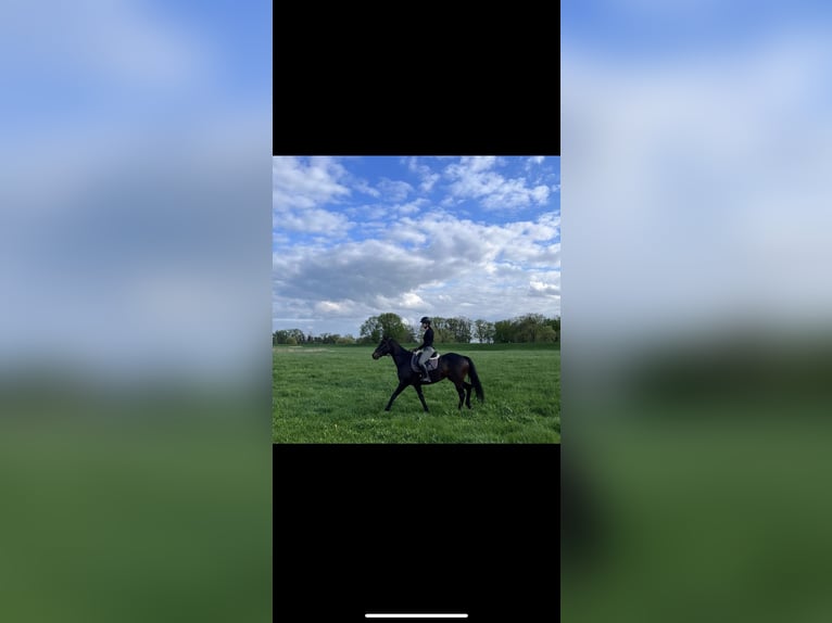 Thoroughbred Mare 13 years 15,2 hh in Leipzig