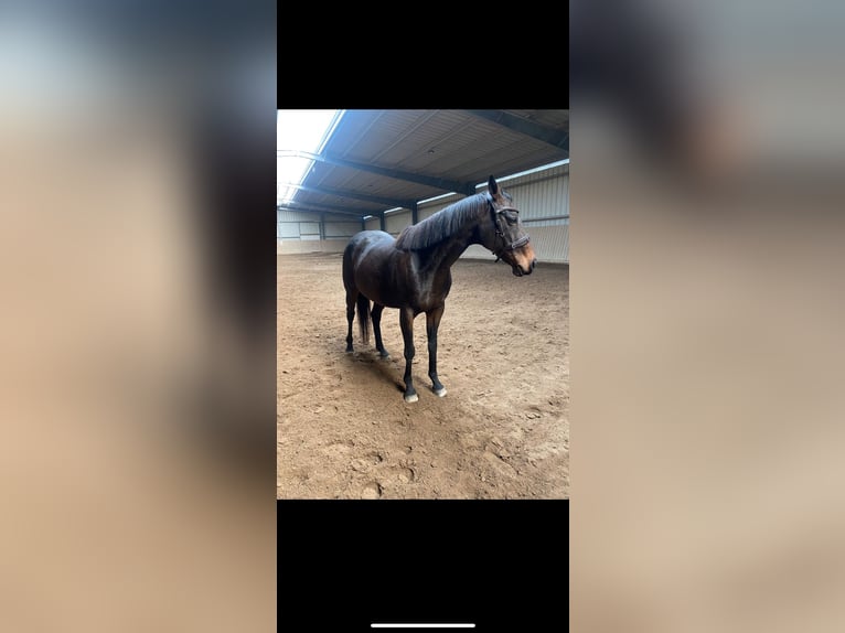 Thoroughbred Mare 13 years 15,2 hh in Leipzig