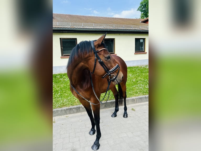 Thoroughbred Mare 13 years 15 hh Brown in Taucha
