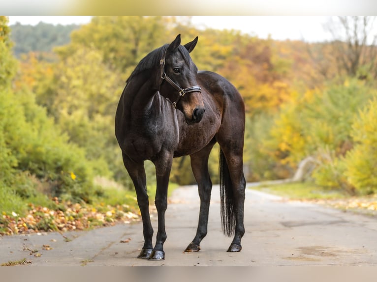 Thoroughbred Mare 13 years 15,1 hh Bay-Dark in Galenberg