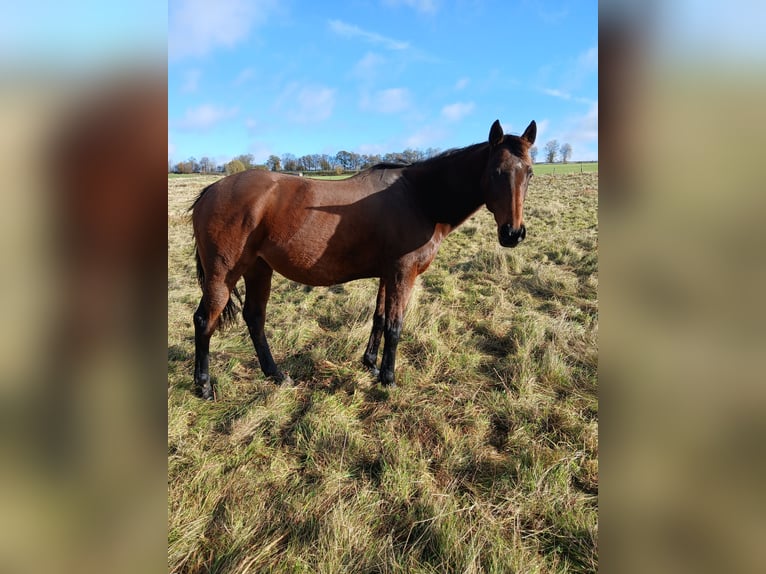 Thoroughbred Mare 13 years 15,2 hh Brown in Hellenthal Thoroughbred Mare 13 years 15,2 hh Brown in Hellenthal