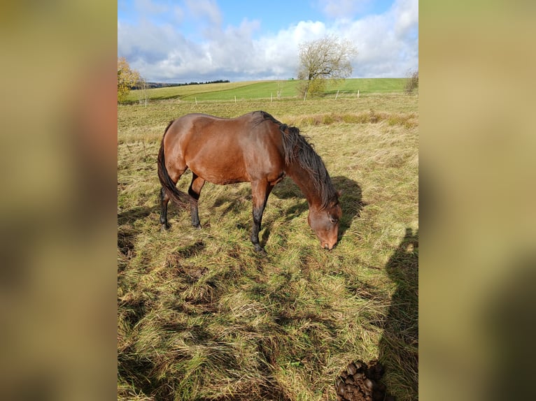 Thoroughbred Mare 13 years 15,2 hh Brown in Hellenthal Thoroughbred Mare 13 years 15,2 hh Brown in Hellenthal
