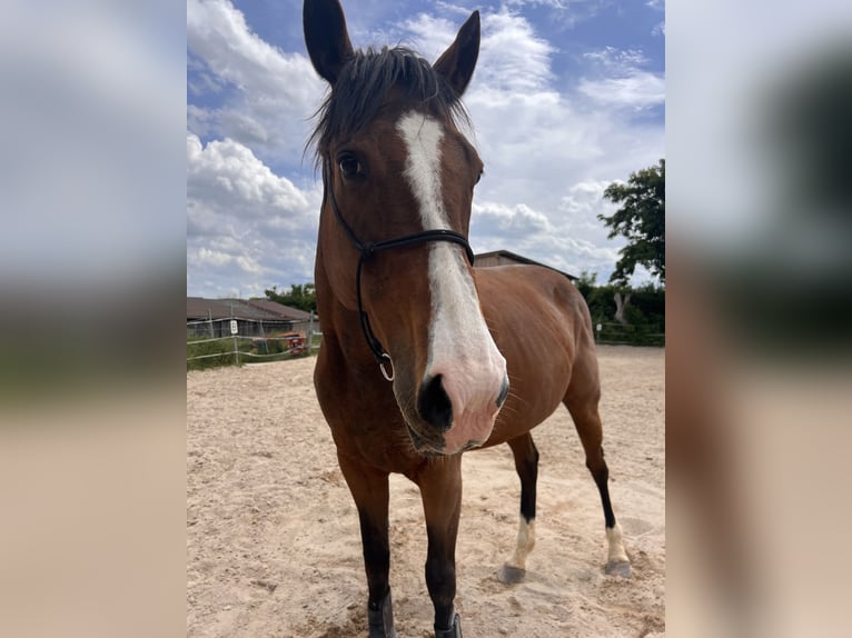 Thoroughbred Mare 13 years 15,2 hh Brown in Lehrberg