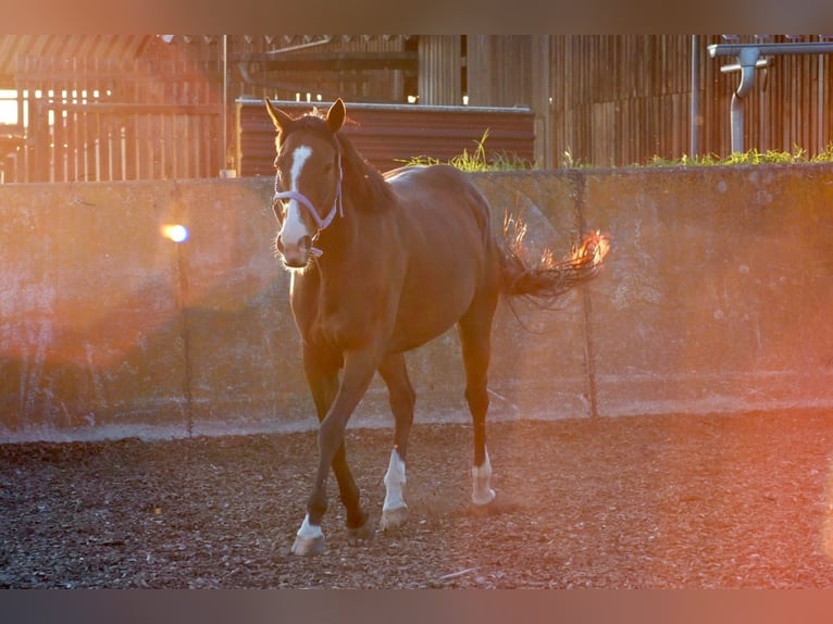 Thoroughbred Mare 13 years 15,2 hh Brown in Lehrberg