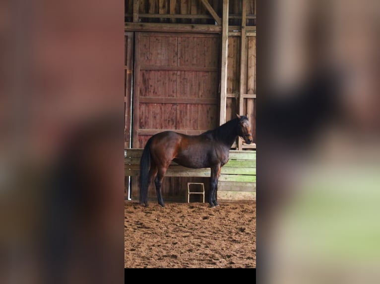 Thoroughbred Mare 13 years 16 hh Brown in Bad Fallingbostel
