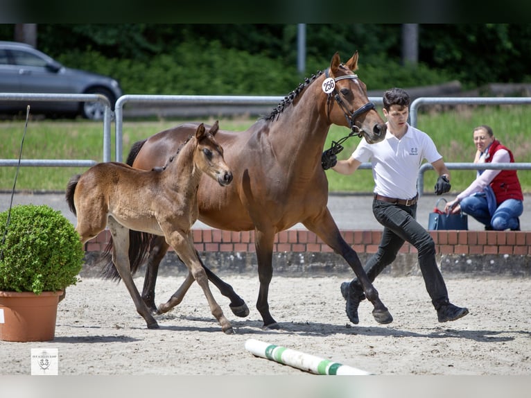 Thoroughbred Mare 13 years 16 hh Brown in Haren