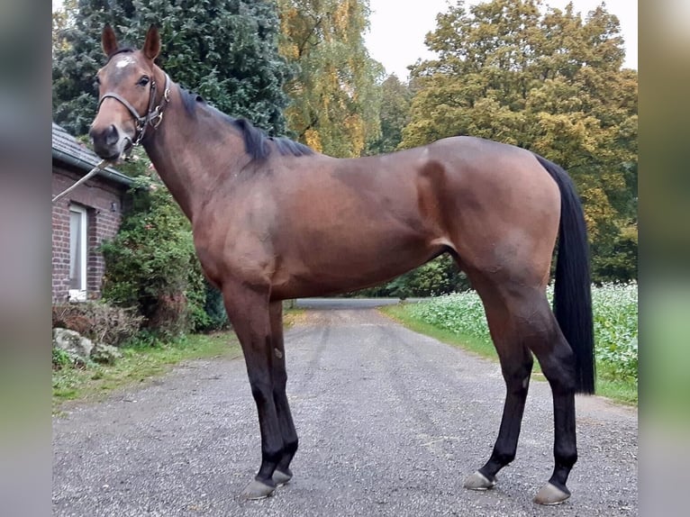 Thoroughbred Mare 13 years 16 hh Brown in Haren