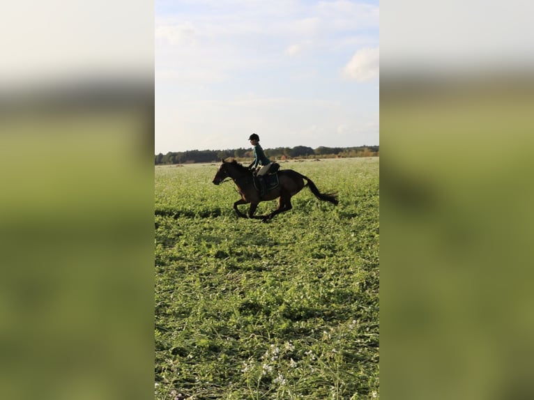 Thoroughbred Mare 13 years 16 hh Brown in Haren