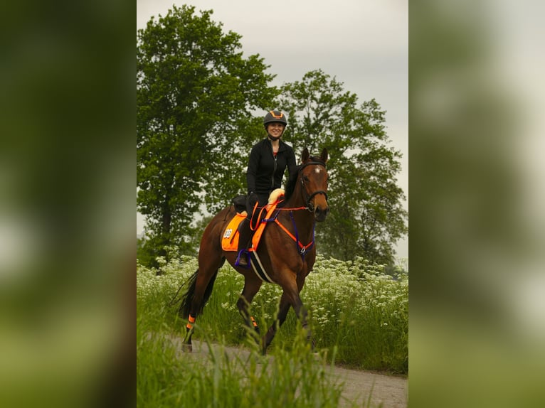 Thoroughbred Mare 13 years 16 hh Brown in Haren