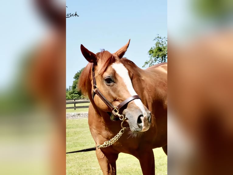 Thoroughbred Mare 13 years 16 hh Chestnut-Red in Alkersum