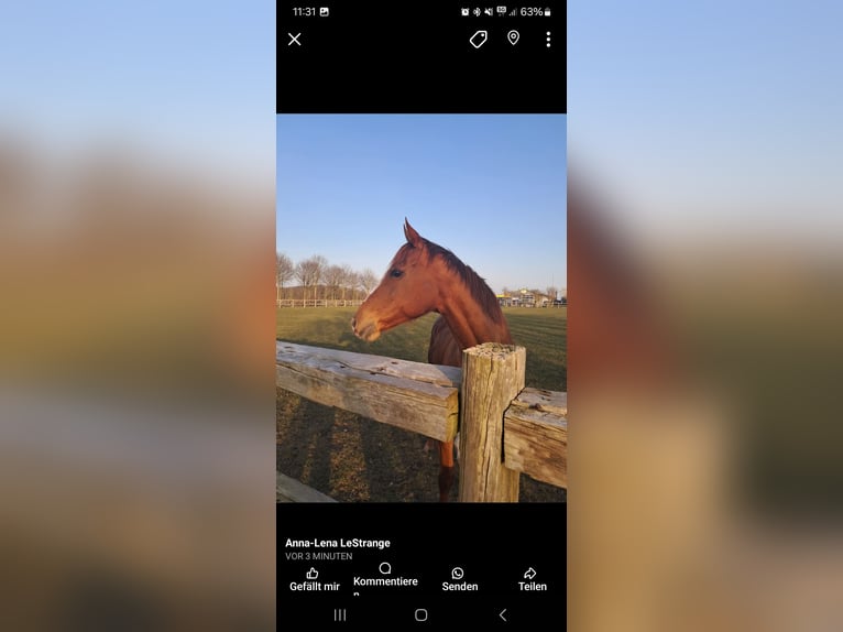 Thoroughbred Mare 13 years 16 hh Chestnut-Red in Alkersum