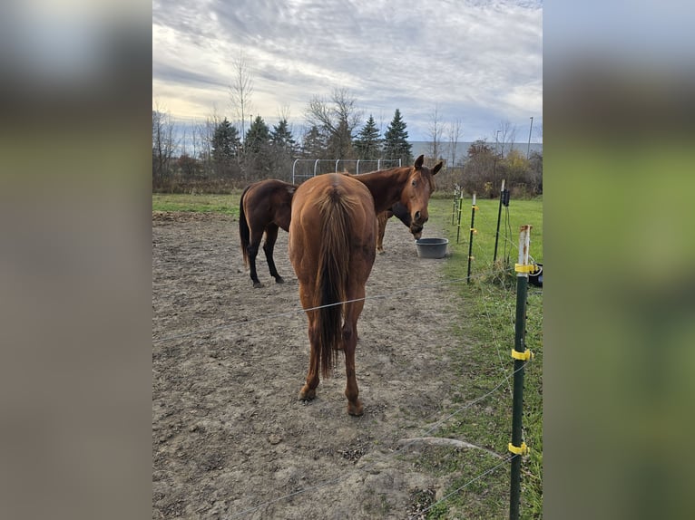 Thoroughbred Mare 13 years 16 hh Chestnut in Capac Michigan