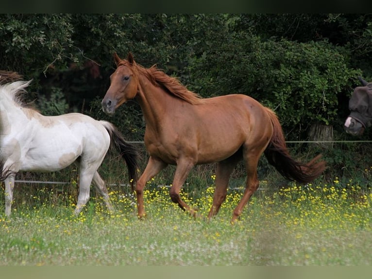 Thoroughbred Mare 13 years 16 hh Sorrel in GOVEN