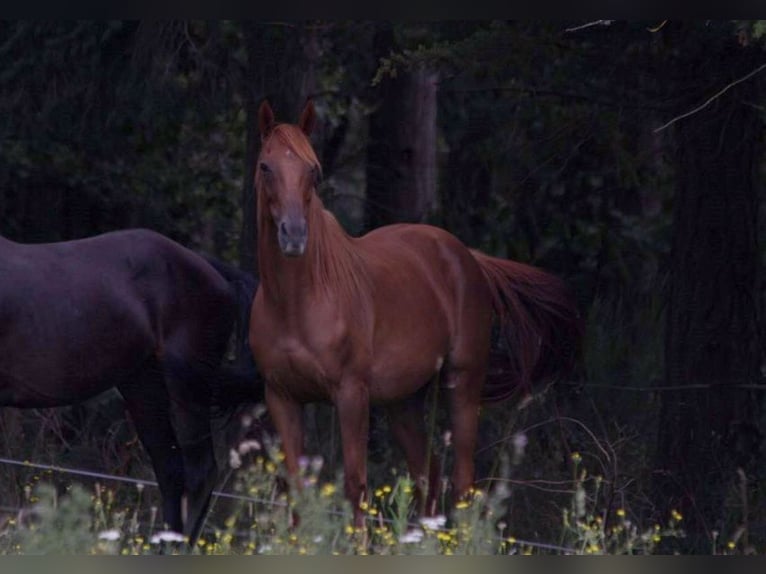 Thoroughbred Mare 13 years 16 hh Sorrel in GOVEN