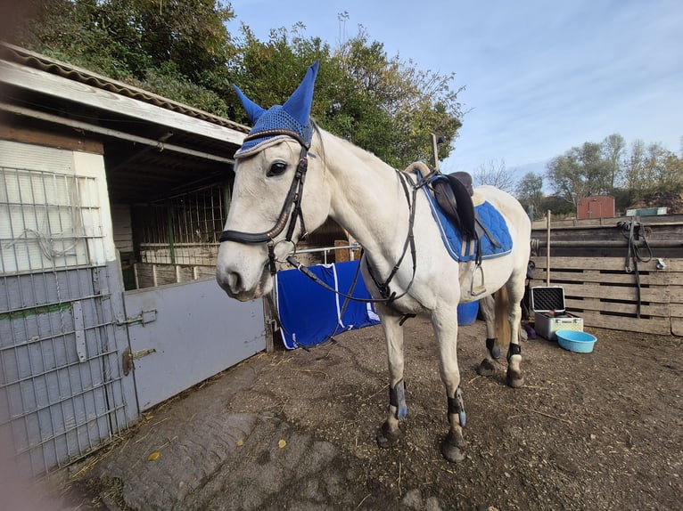 Thoroughbred Mare 13 years 16 hh White in M&#xF6;nchengladbacho