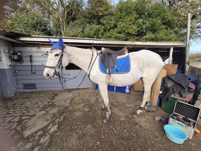 Thoroughbred Mare 13 years 16 hh White in M&#xF6;nchengladbacho