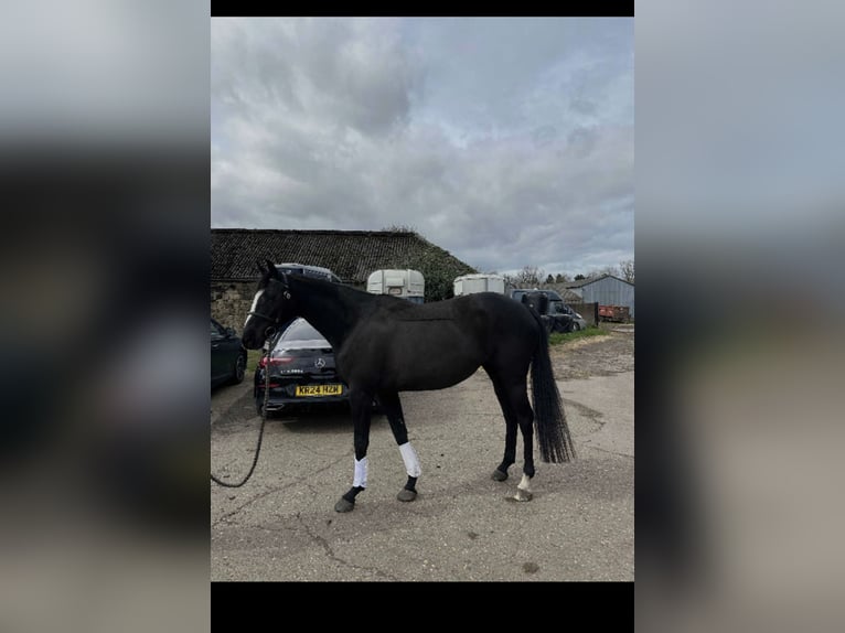 Thoroughbred Mare 13 years 17 hh Bay-Dark in Newcastle upon Tyne