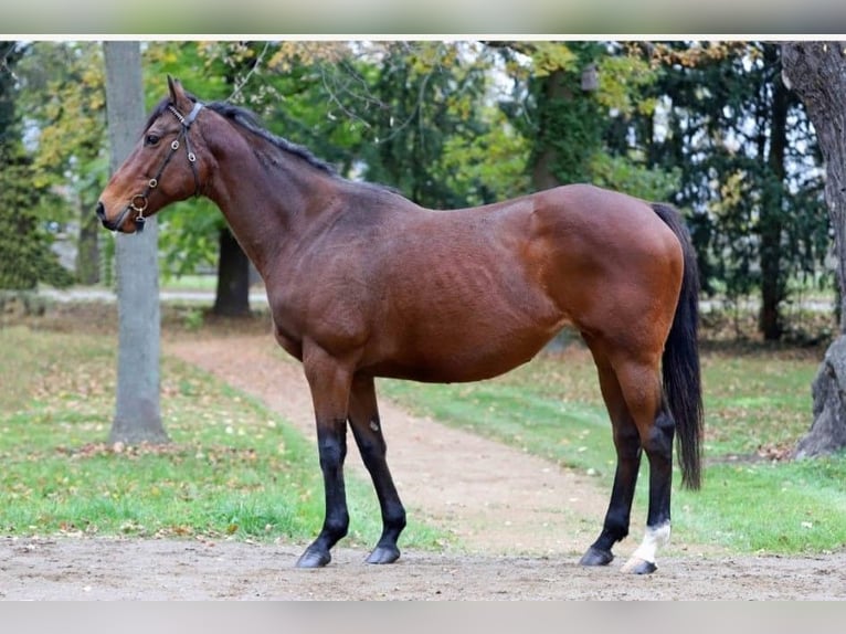 Thoroughbred Mare 13 years Brown in Torgau OT Graditz