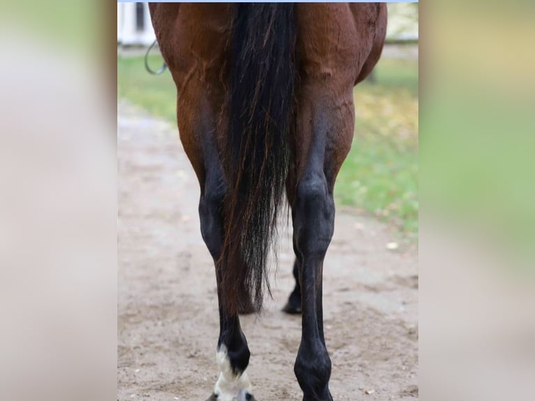 Thoroughbred Mare 13 years Brown in Torgau OT Graditz