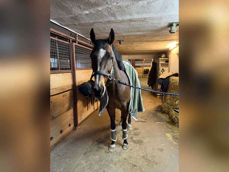 Thoroughbred Mare 14 years 15.2 hh Bay-Dark in Voerde