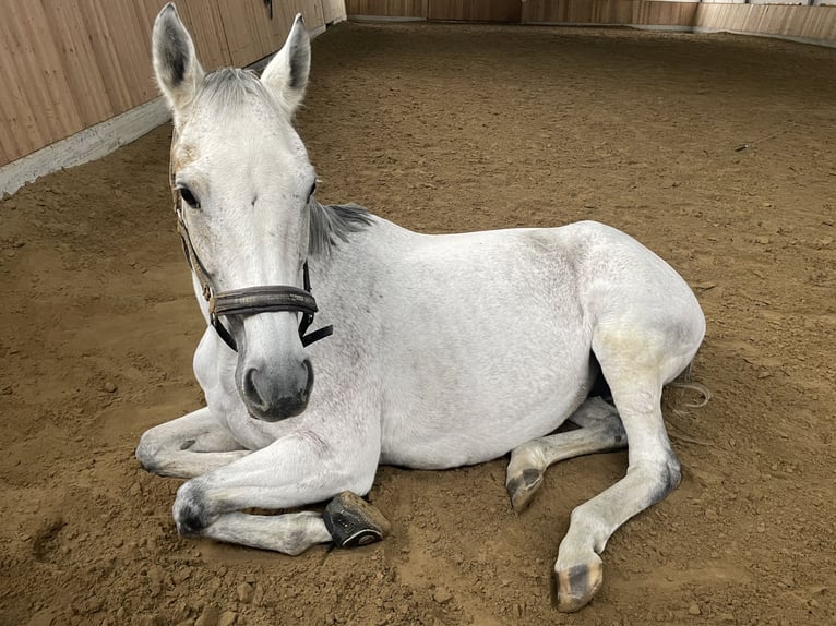 Thoroughbred Mare 14 years 15,3 hh Gray in Werne