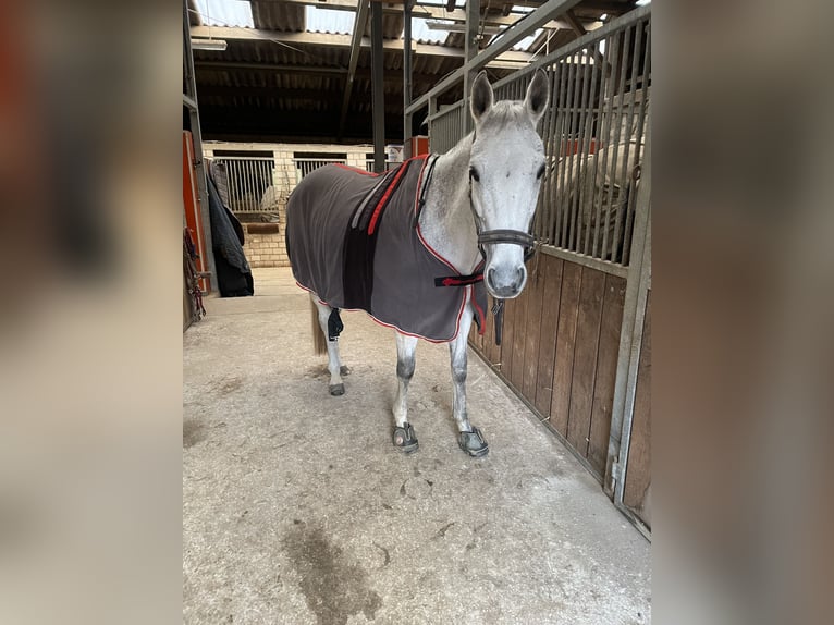 Thoroughbred Mare 14 years 15,3 hh Gray in Werne
