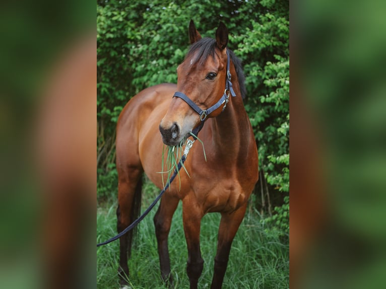 Thoroughbred Mare 14 years 15,2 hh Brown in Fröndenberg/Ruhr