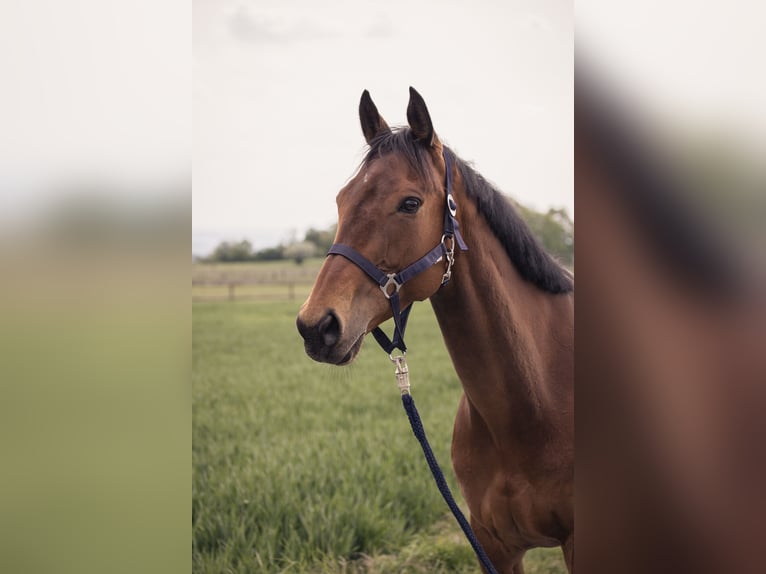 Thoroughbred Mare 14 years 15,2 hh Brown in Fröndenberg/Ruhr
