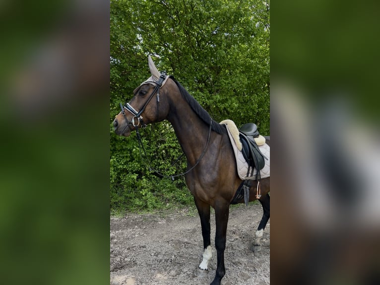 Thoroughbred Mare 14 years 16 hh Bay-Dark in Neustadt am Rübenberge
