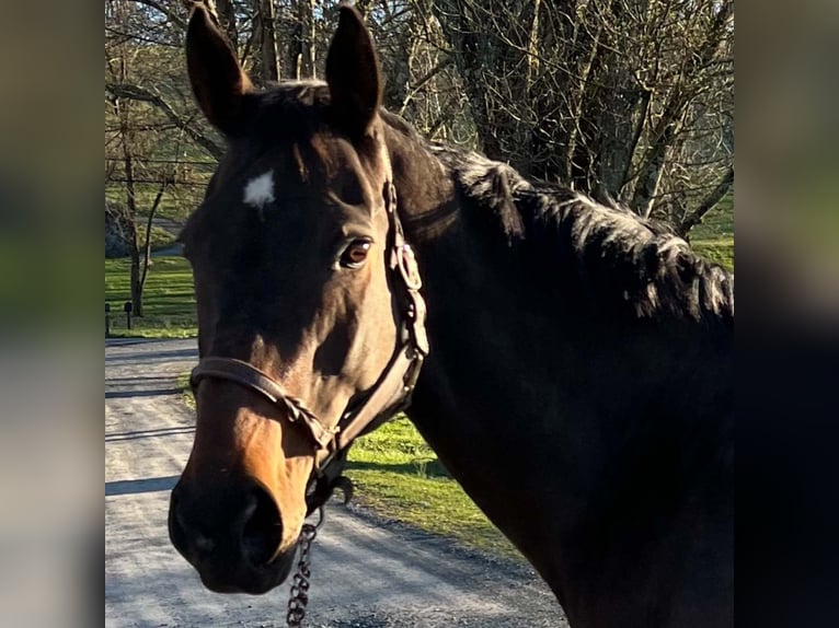 Thoroughbred Mare 14 years 16 hh Bay-Dark in Zionsville