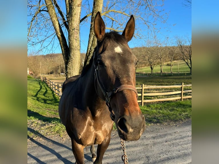 Thoroughbred Mare 14 years 16 hh Bay-Dark in Zionsville