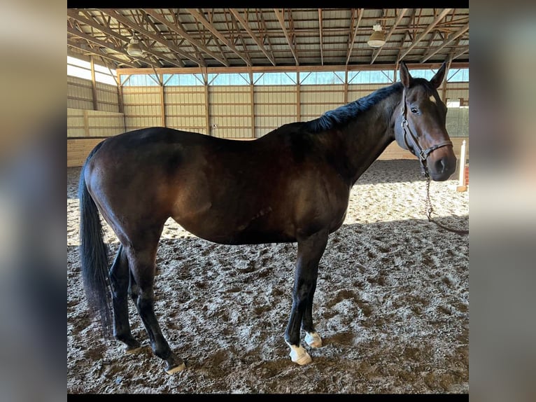 Thoroughbred Mare 14 years 16 hh Bay-Dark in Zionsville