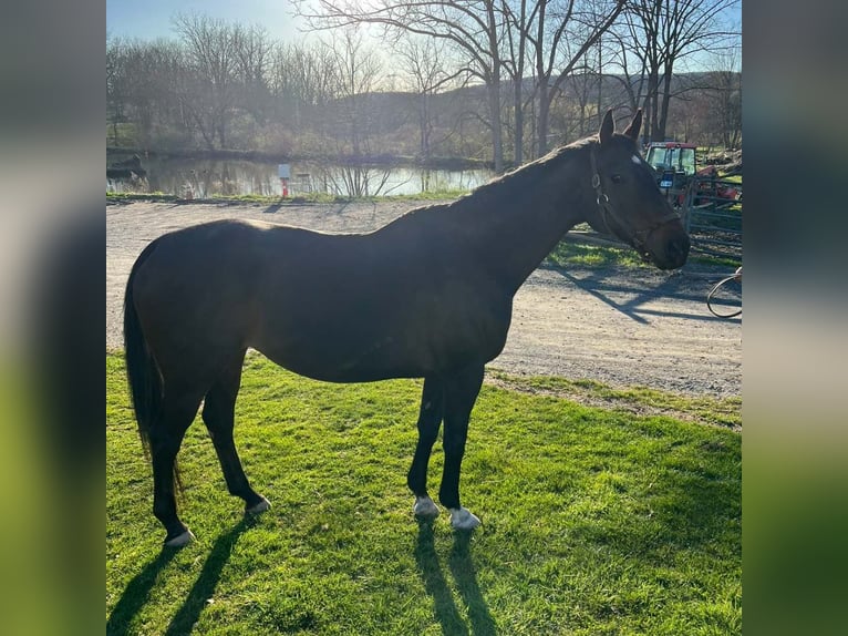 Thoroughbred Mare 14 years 16 hh Bay-Dark in Zionsville