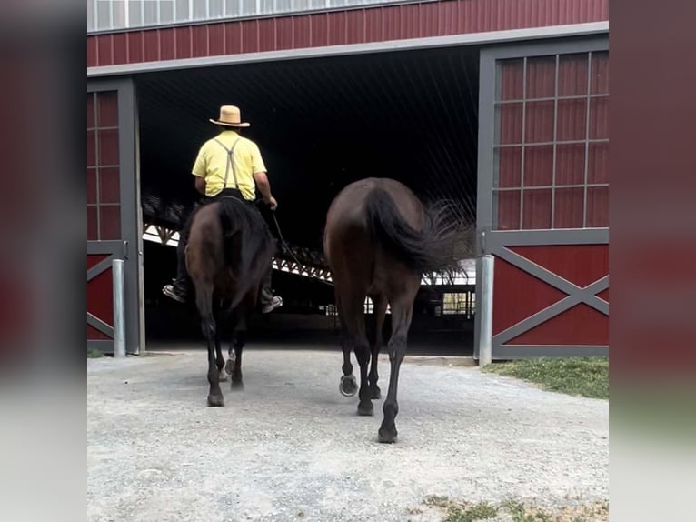 Thoroughbred Mare 14 years 16 hh Bay-Dark in Zionsville