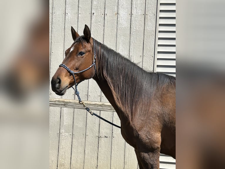 Thoroughbred Mare 14 years 16 hh Bay in Saint Johns